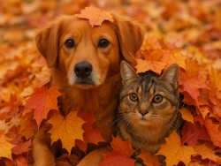 Disfrutar del otoño